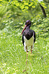 black stork