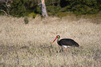 black stork