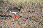 black stork