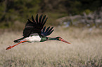 black stork
