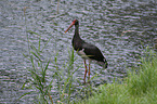 black stork