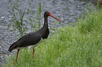 black stork