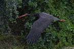 black stork
