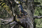 black stork