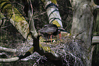 black stork