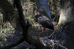 black stork