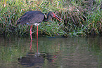 black stork