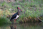 black stork