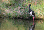 black stork