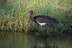 black stork