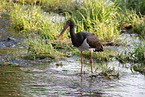 black stork
