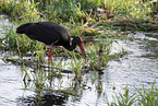 black stork