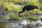 black stork