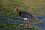 black stork
