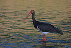 black stork