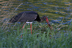 black stork