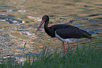 black stork
