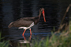 black stork