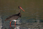 black stork