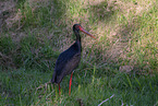 black stork