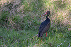 black stork