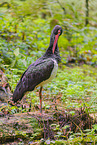 black stork