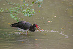 black stork