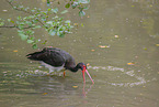 black stork