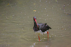 black stork