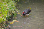 black stork