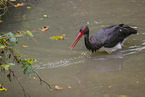 black stork