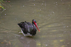 black stork