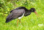 black stork