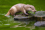 common otter