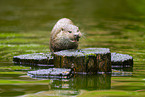 common otter