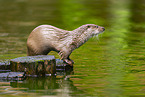 common otter