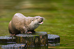 common otter