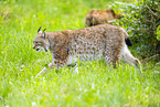 lynx