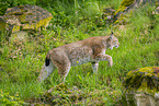 lynx