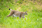 lynx