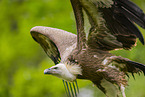 Griffon vulture