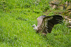 Griffon vulture