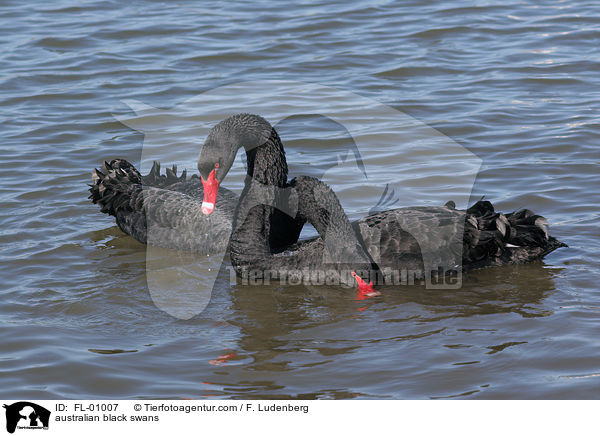 Australische Trauerschwne / australian black swans / FL-01007