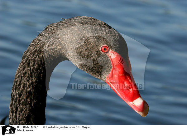Trauerschwan Portrait / black swan / KM-01097