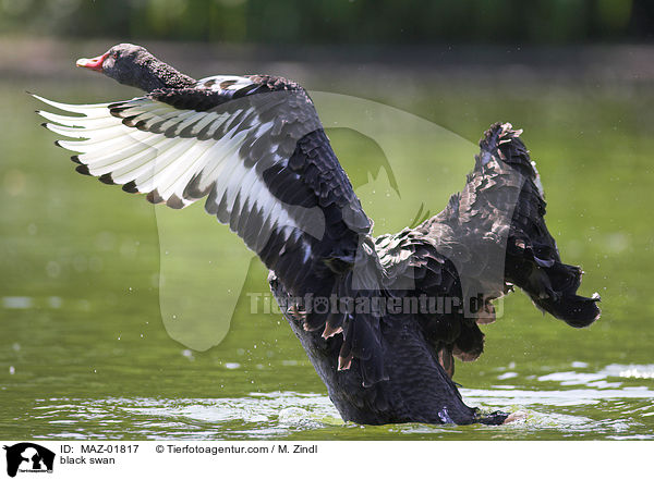 Schwarzschwan / black swan / MAZ-01817