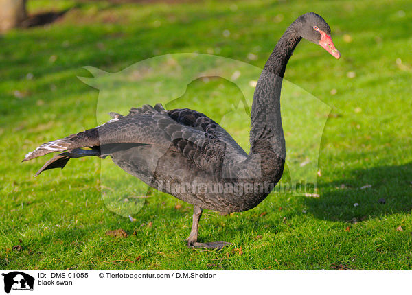 Trauerschwan / black swan / DMS-01055