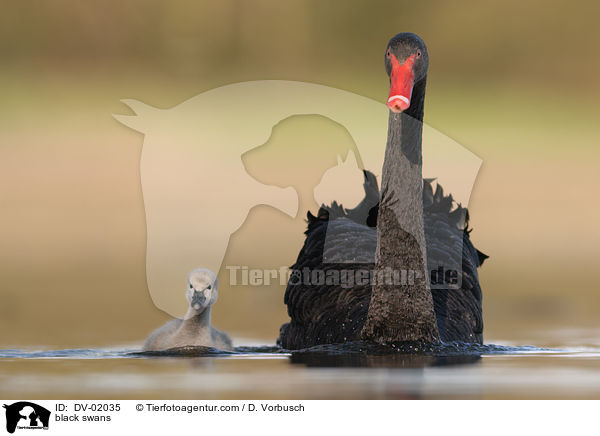Trauerschwne / black swans / DV-02035