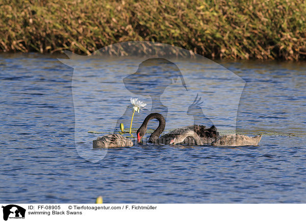schwimmende Trauerschwne / swimming Black Swans / FF-08905
