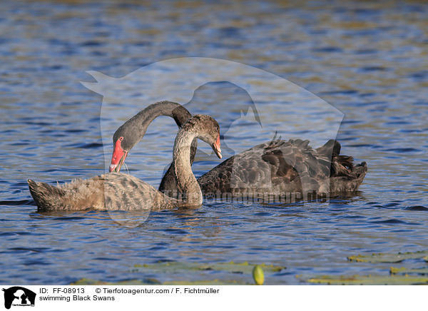 schwimmende Trauerschwne / swimming Black Swans / FF-08913