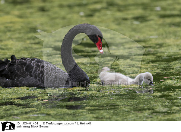 schwimmende Trauerschwne / swimming Black Swans / JOH-01464